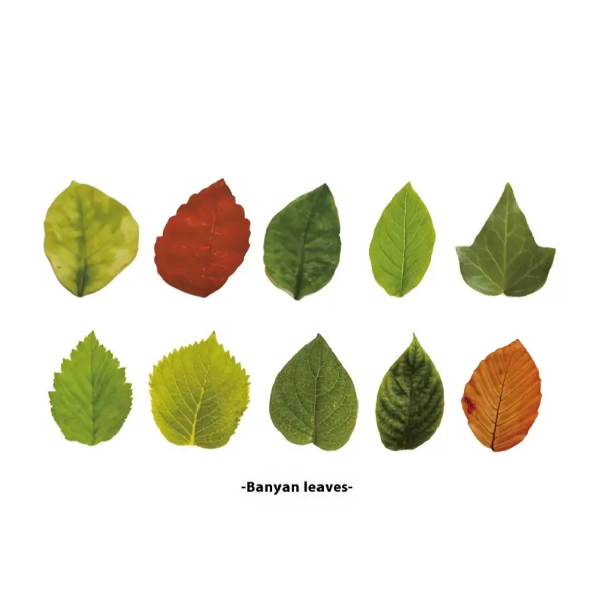 🌳🍃 Colección “Bosque de Papel Japonés” 🍃🌳